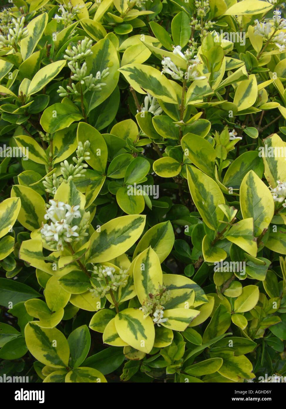 Ligustrum Ovalifolium - View 15 from www redcrocus com