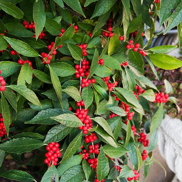 Ilex Verticillata Southern Gentleman - View 10 from www redcrocus com