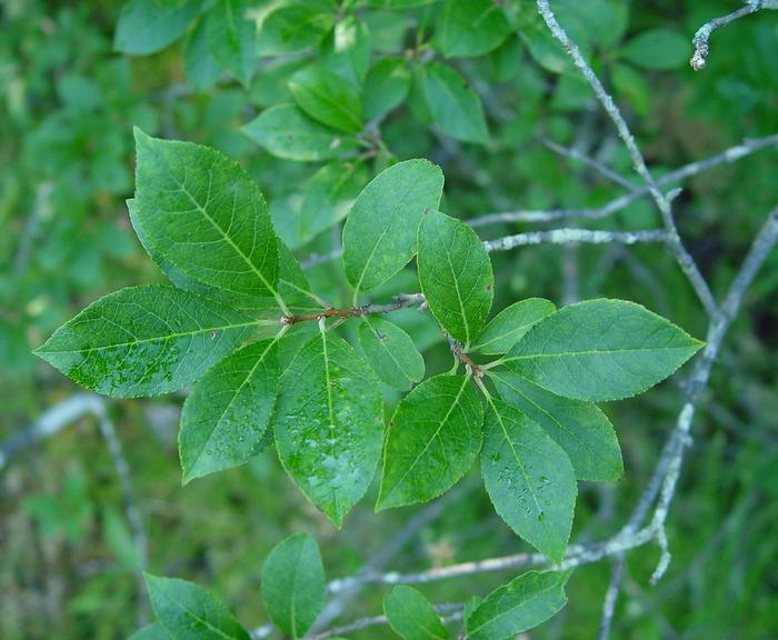Ilex Verticillata Southern Gentleman - View 12 from www redcrocus com