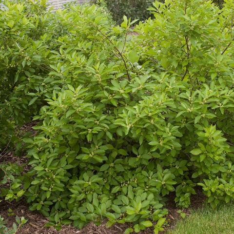 Ilex Verticillata Southern Gentleman - View 15 from www redcrocus com
