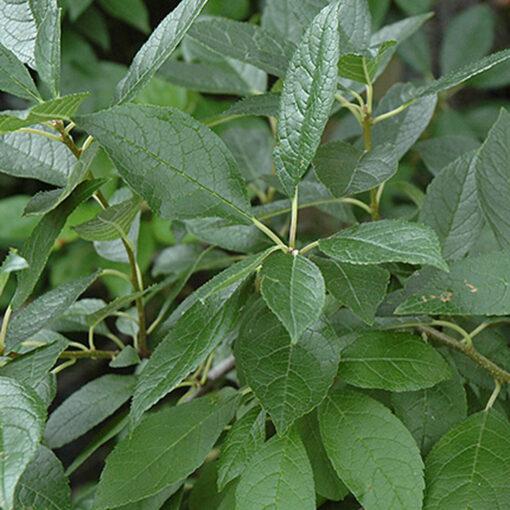 Ilex Verticillata Southern Gentleman - View 16 from www redcrocus com