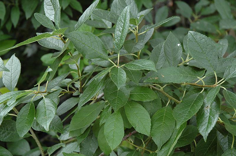 Ilex Verticillata Southern Gentleman - View 18 from www redcrocus com