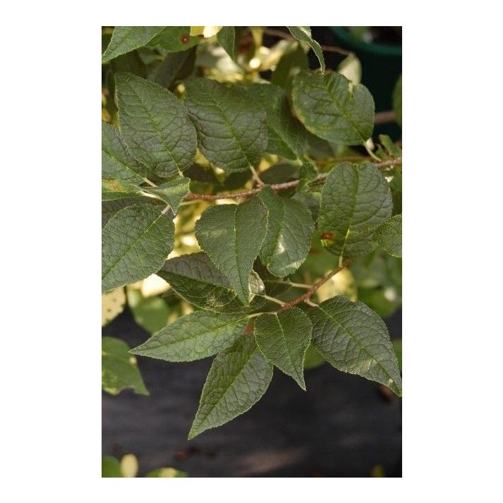Ilex Verticillata Southern Gentleman - View 19 from www redcrocus com