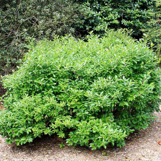 Ilex Verticillata Southern Gentleman - View 1 from www redcrocus com
