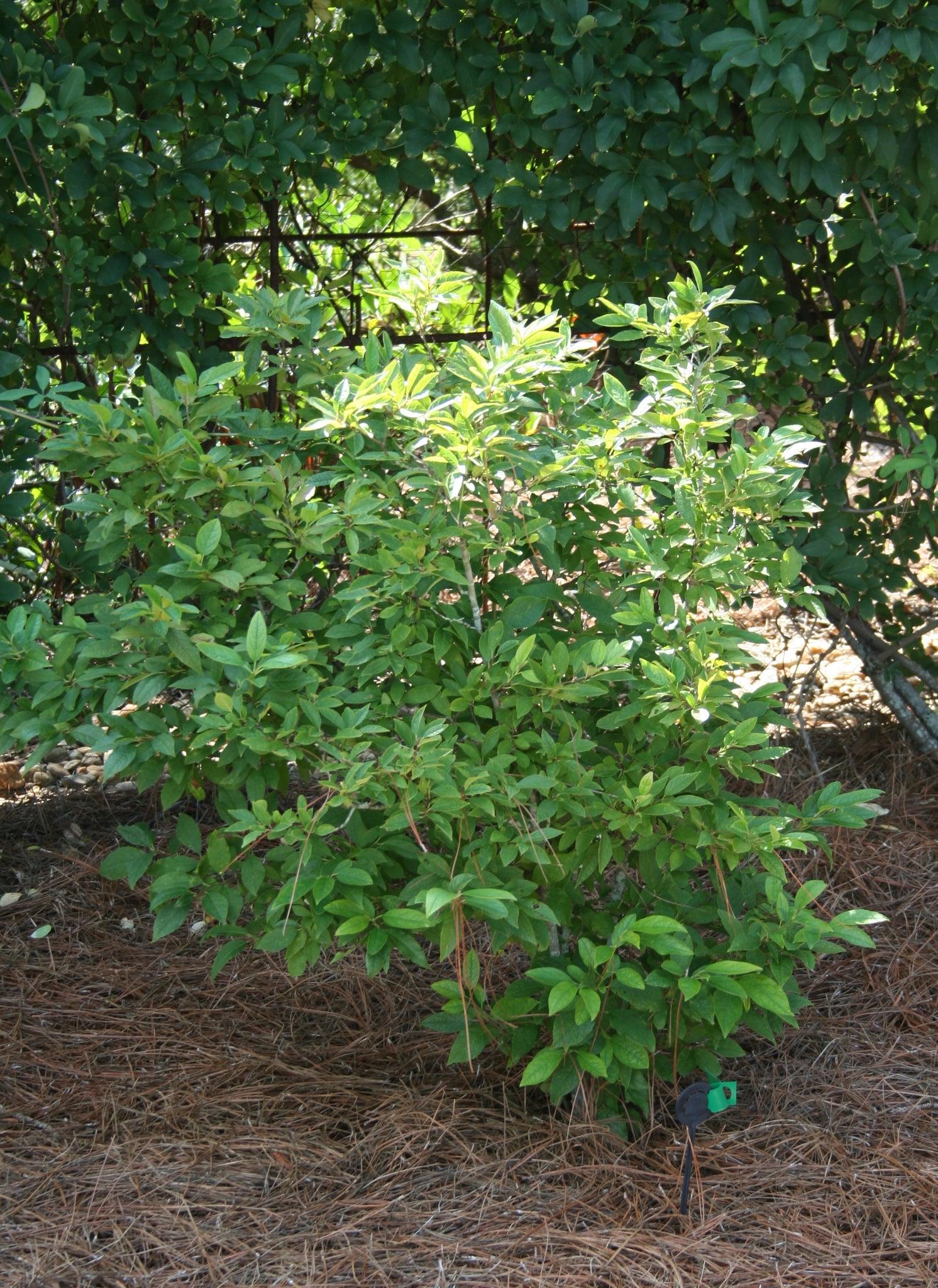 Ilex Verticillata Southern Gentleman - View 2 from www redcrocus com
