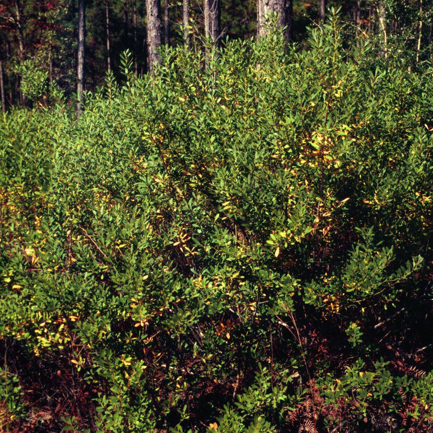 Ilex Verticillata Southern Gentleman - View 3 from www redcrocus com