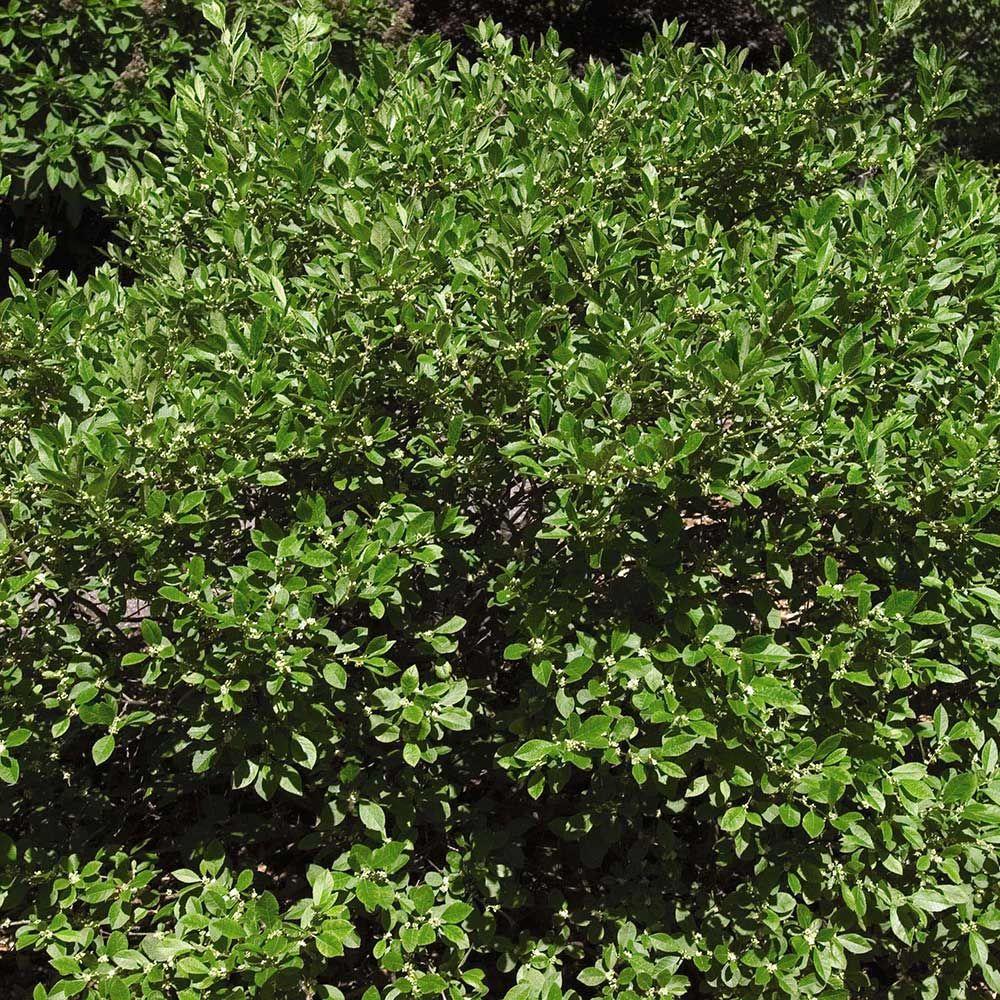 Ilex Verticillata Southern Gentleman - View 4 from www redcrocus com