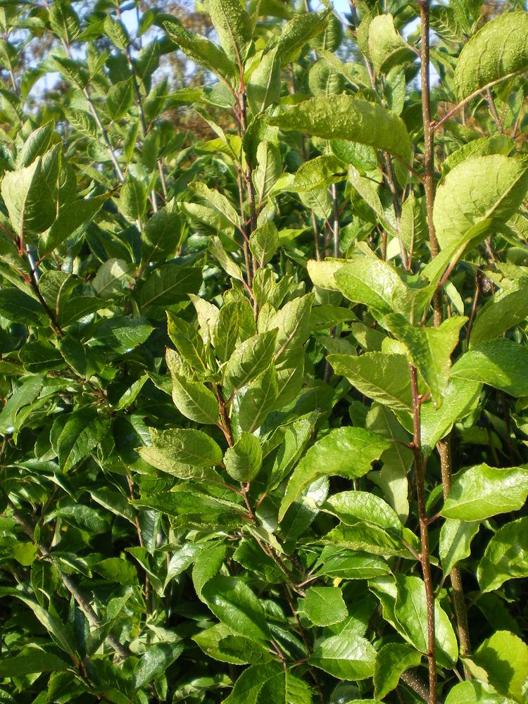 Ilex Verticillata Southern Gentleman - View 5 from www redcrocus com