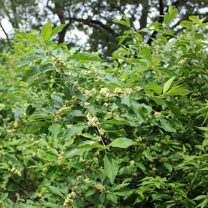 Ilex Verticillata Southern Gentleman - View 6 from www redcrocus com