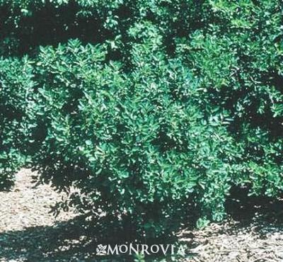 Ilex Verticillata Southern Gentleman - View 7 from www redcrocus com