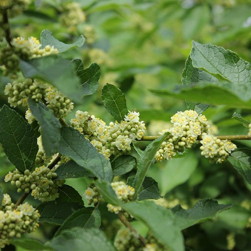 Ilex Verticillata Southern Gentleman - View 8 from www redcrocus com