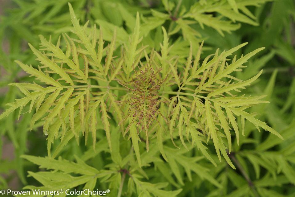 Sambucus Racemosa Lemony Lace - View 10 from www redcrocus com