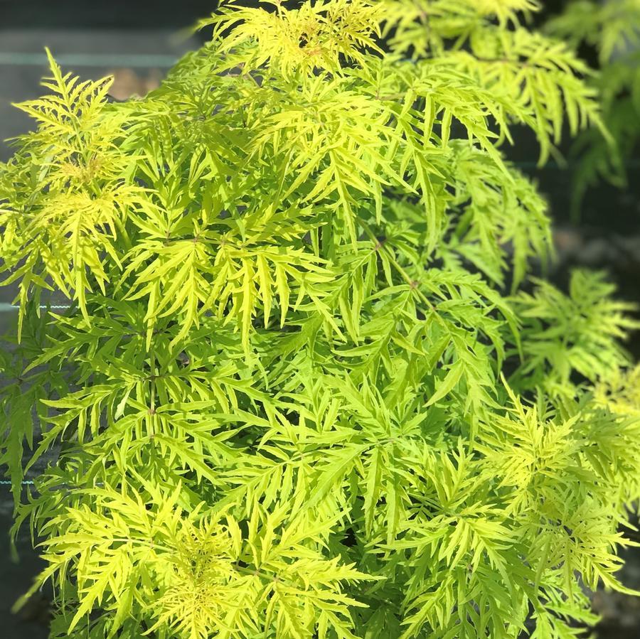 Sambucus Racemosa Lemony Lace - View 12 from www redcrocus com