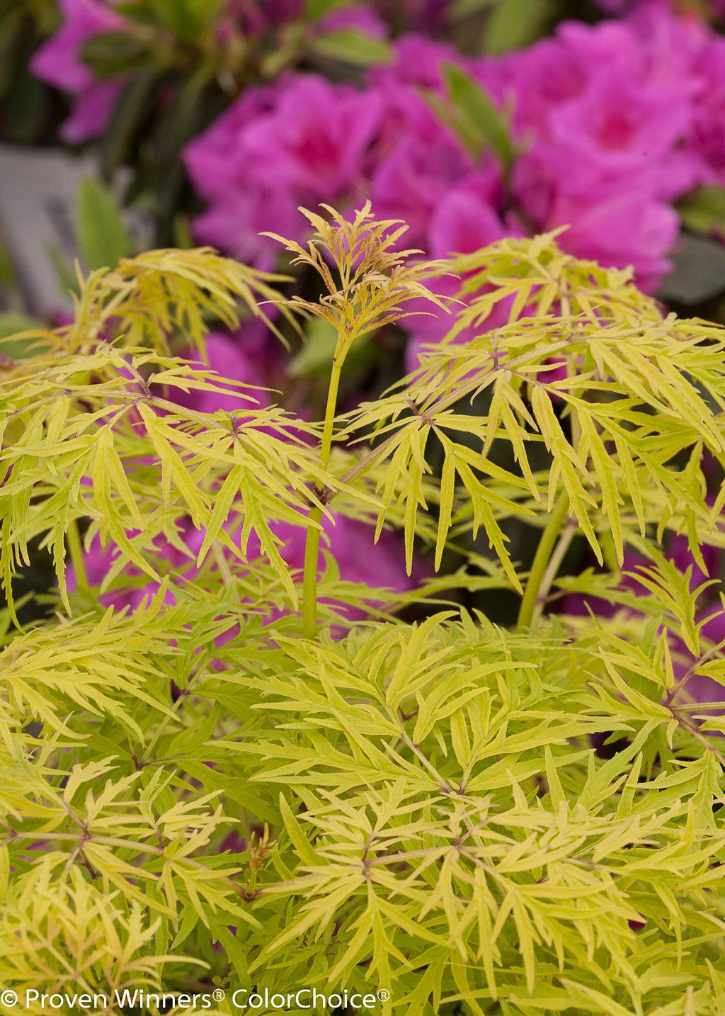 Sambucus Racemosa Lemony Lace - View 13 from www redcrocus com