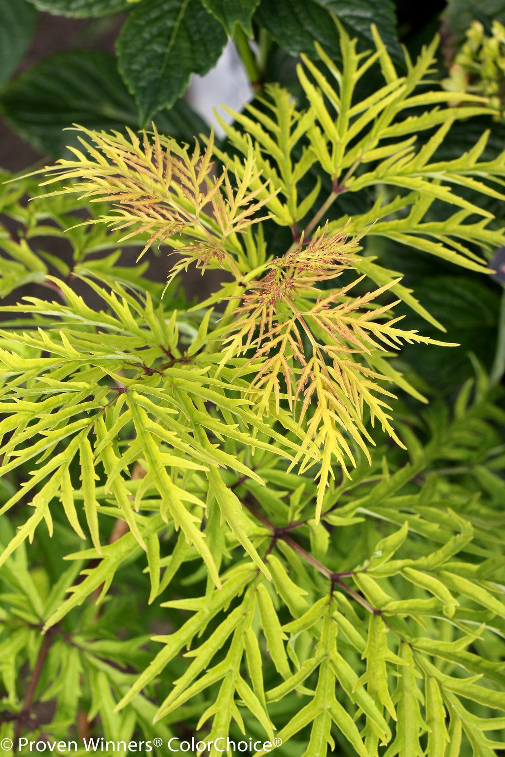 Sambucus Racemosa Lemony Lace - View 14 from www redcrocus com