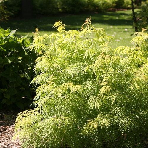 Sambucus Racemosa Lemony Lace - View 15 from www redcrocus com