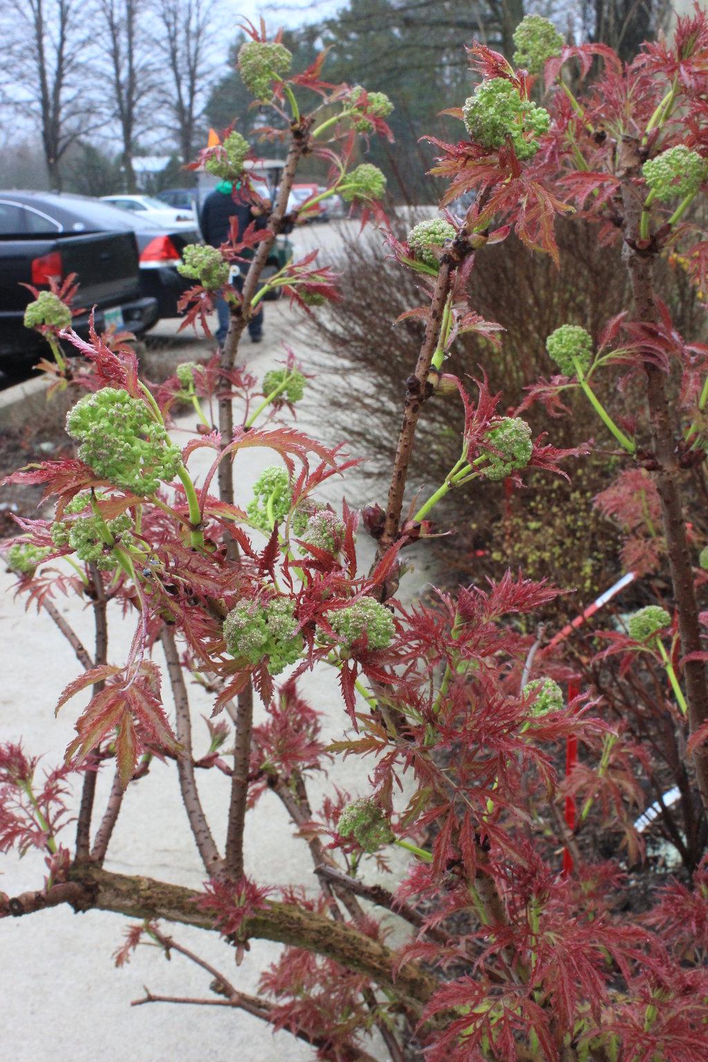 Sambucus Racemosa Lemony Lace - View 16 from www redcrocus com
