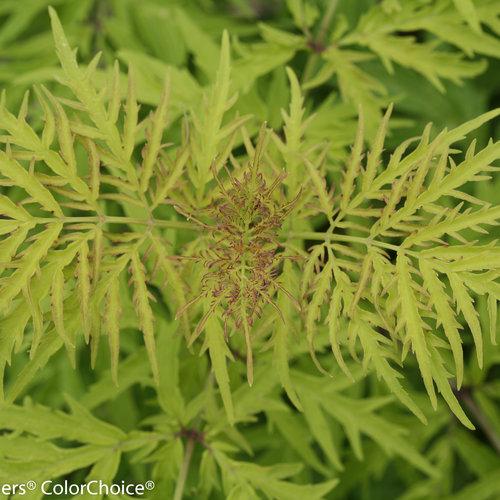 Sambucus Racemosa Lemony Lace - View 17 from www redcrocus com