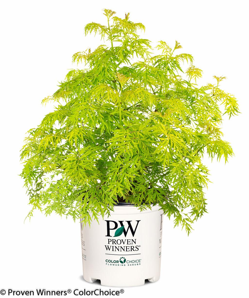 Sambucus Racemosa Lemony Lace - View 18 from www redcrocus com