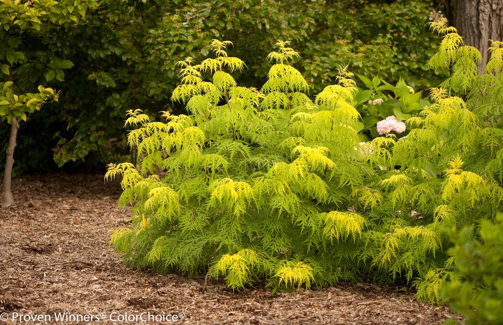 Sambucus Racemosa Lemony Lace - View 1 from www redcrocus com