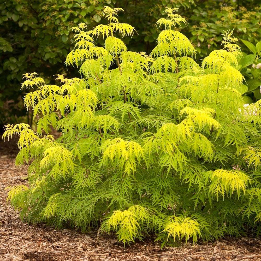 Sambucus Racemosa Lemony Lace - View 2 from www redcrocus com