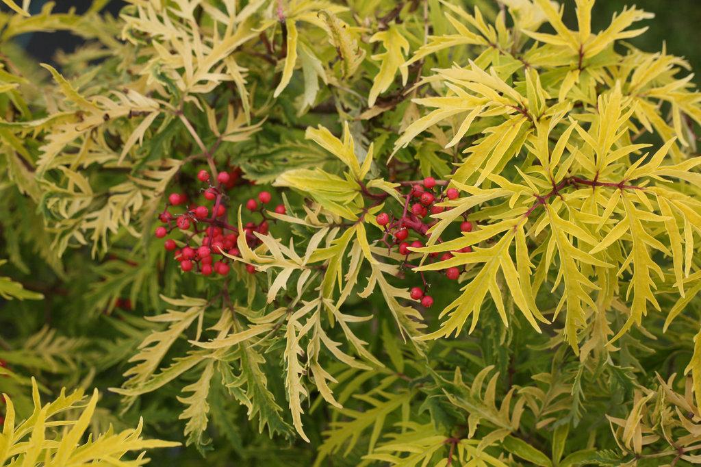 Sambucus Racemosa Lemony Lace - View 3 from www redcrocus com