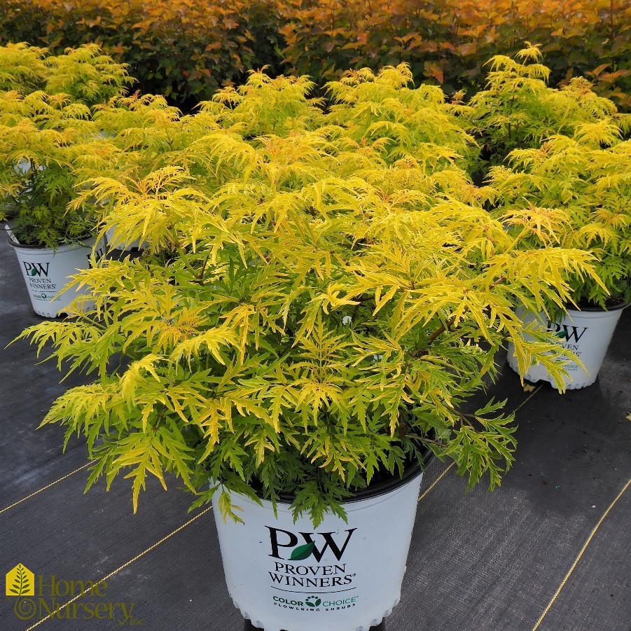 Sambucus Racemosa Lemony Lace - View 4 from www redcrocus com