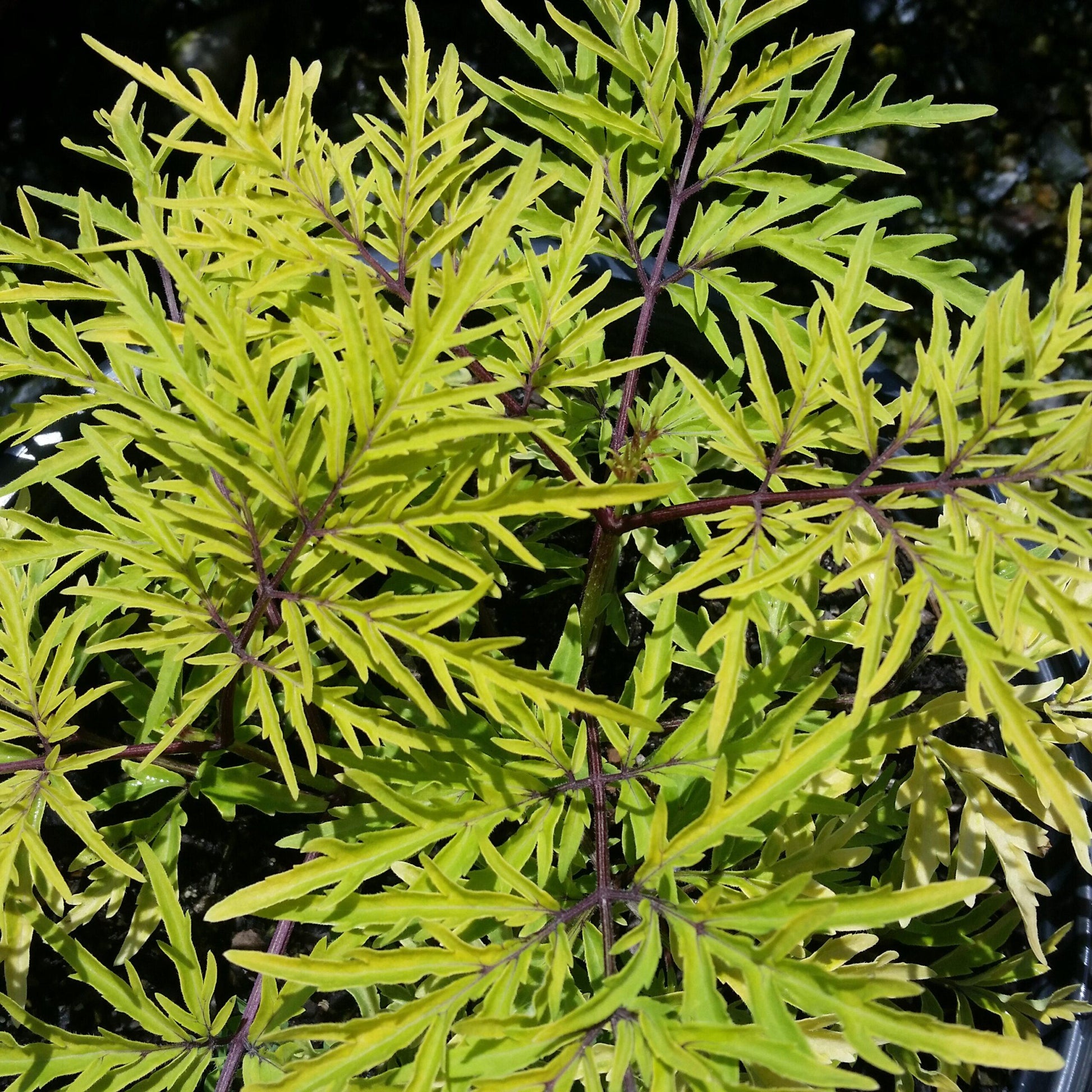 Sambucus Racemosa Lemony Lace - View 6 from www redcrocus com