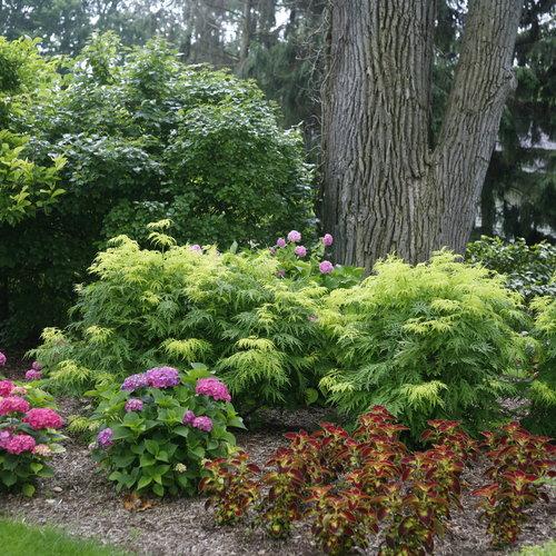 Sambucus Racemosa Lemony Lace - View 7 from www redcrocus com