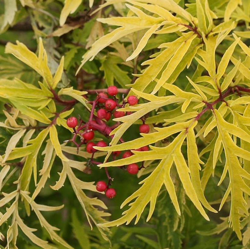 Sambucus Racemosa Lemony Lace - View 9 from www redcrocus com