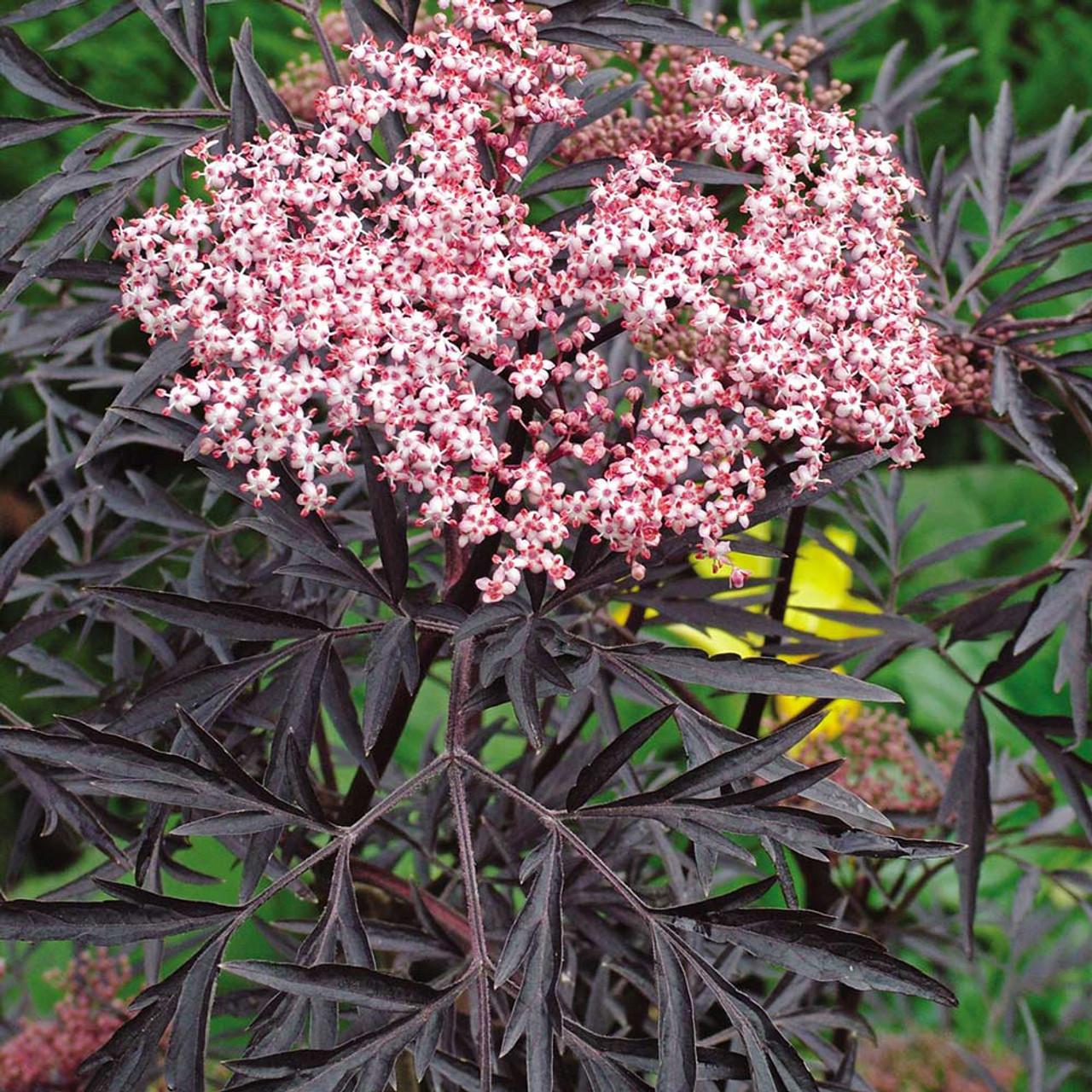 RedCrocus Black Lace Elderberry Sambucus nigra 'Black Lace' | Deciduous shrub with purple-black lacy leaves, white flowers, dark berries | Grows 6-8 ft, full sun, moist soil, attracts pollinators  4/5' h B&B
