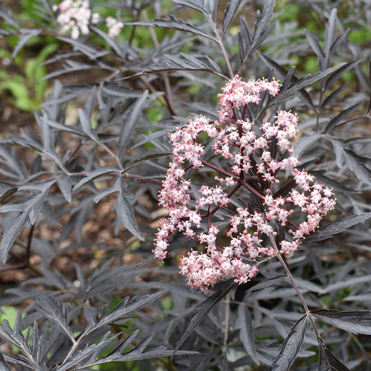 RedCrocus Black Lace Elderberry Sambucus nigra 'Black Lace' | Deciduous shrub with purple-black lacy leaves, white flowers, dark berries | Grows 6-8 ft, full sun, moist soil, attracts pollinators  4/5' h B&B