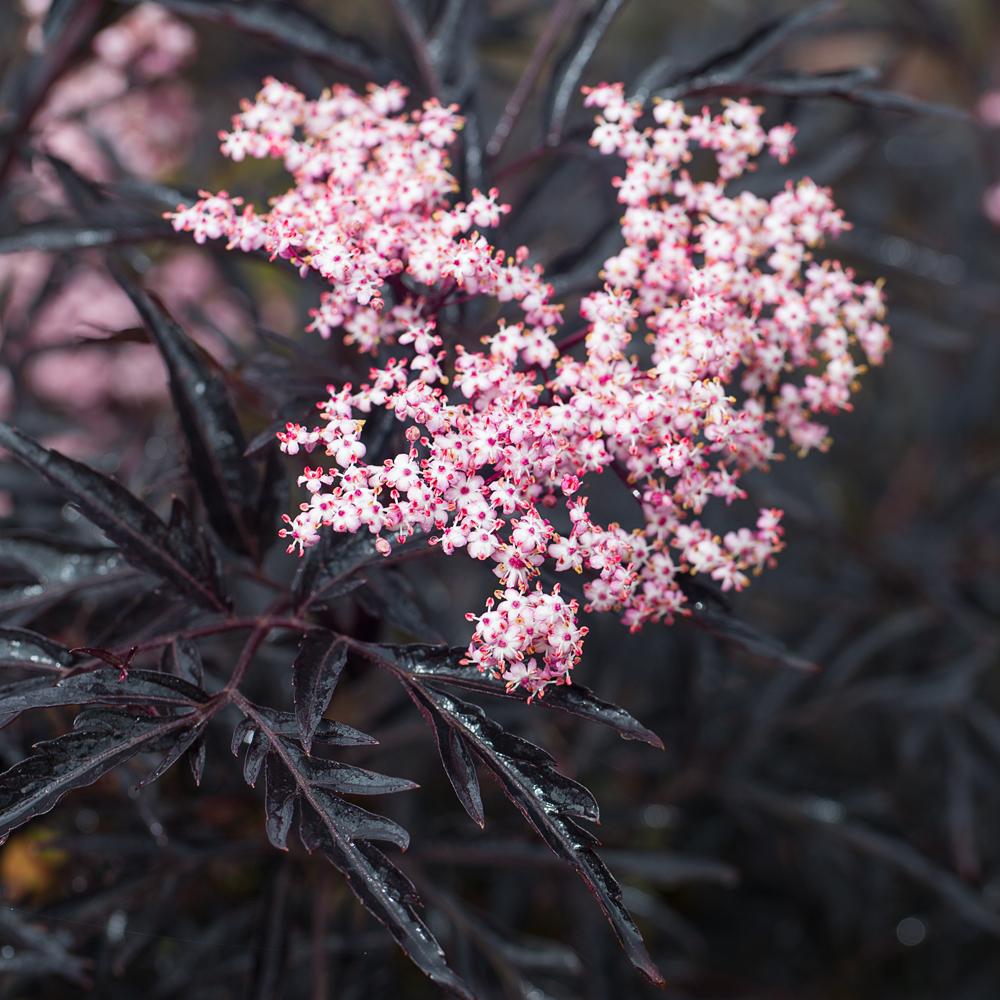RedCrocus Black Lace Elderberry Sambucus nigra 'Black Lace' | Deciduous shrub with purple-black lacy leaves, white flowers, dark berries | Grows 6-8 ft, full sun, moist soil, attracts pollinators  4/5' h B&B