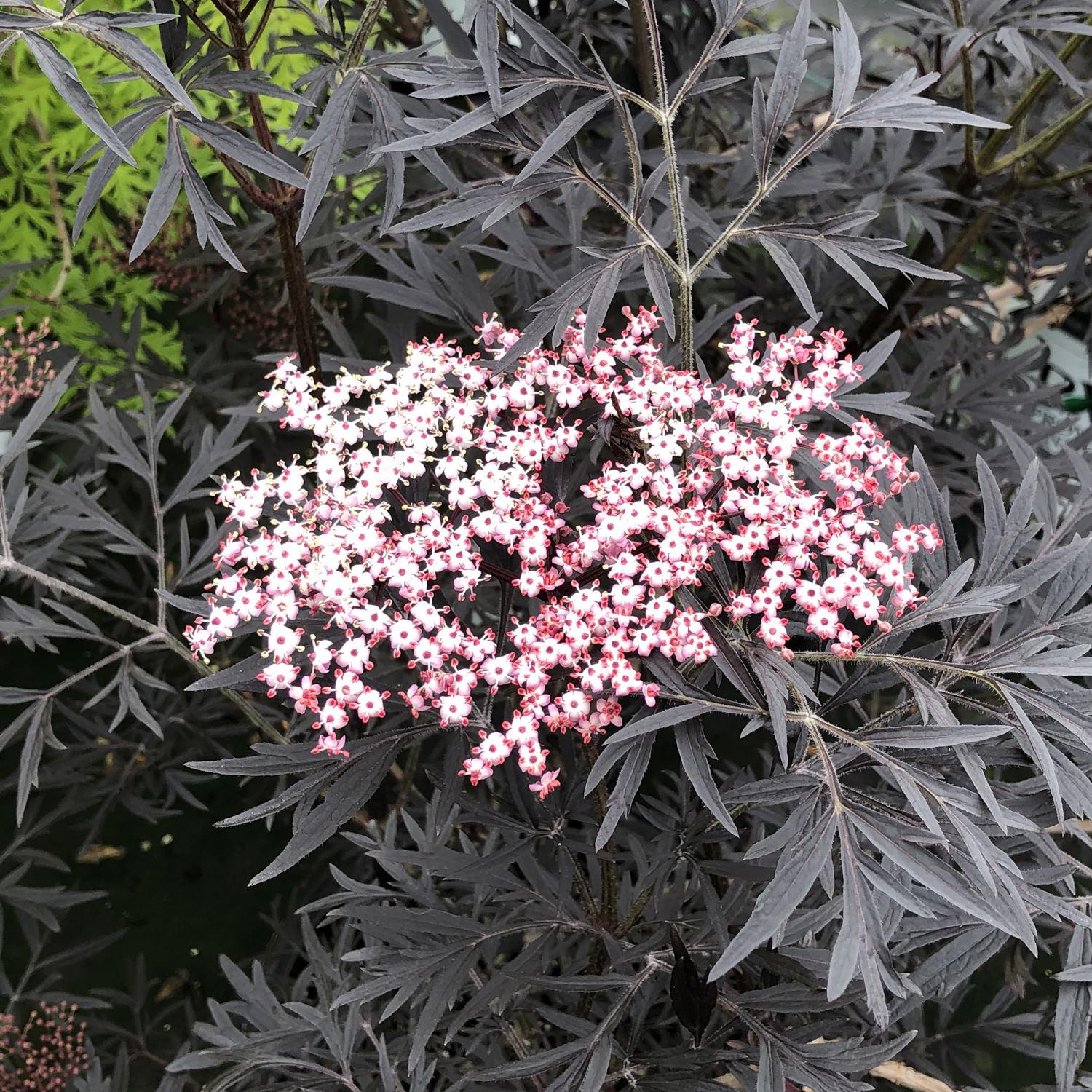 RedCrocus Black Lace Elderberry Sambucus nigra 'Black Lace' | Deciduous shrub with purple-black lacy leaves, white flowers, dark berries | Grows 6-8 ft, full sun, moist soil, attracts pollinators  4/5' h B&B