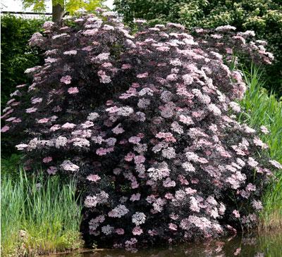 Sambucus Nigra Black Lace - View 18 from www redcrocus com