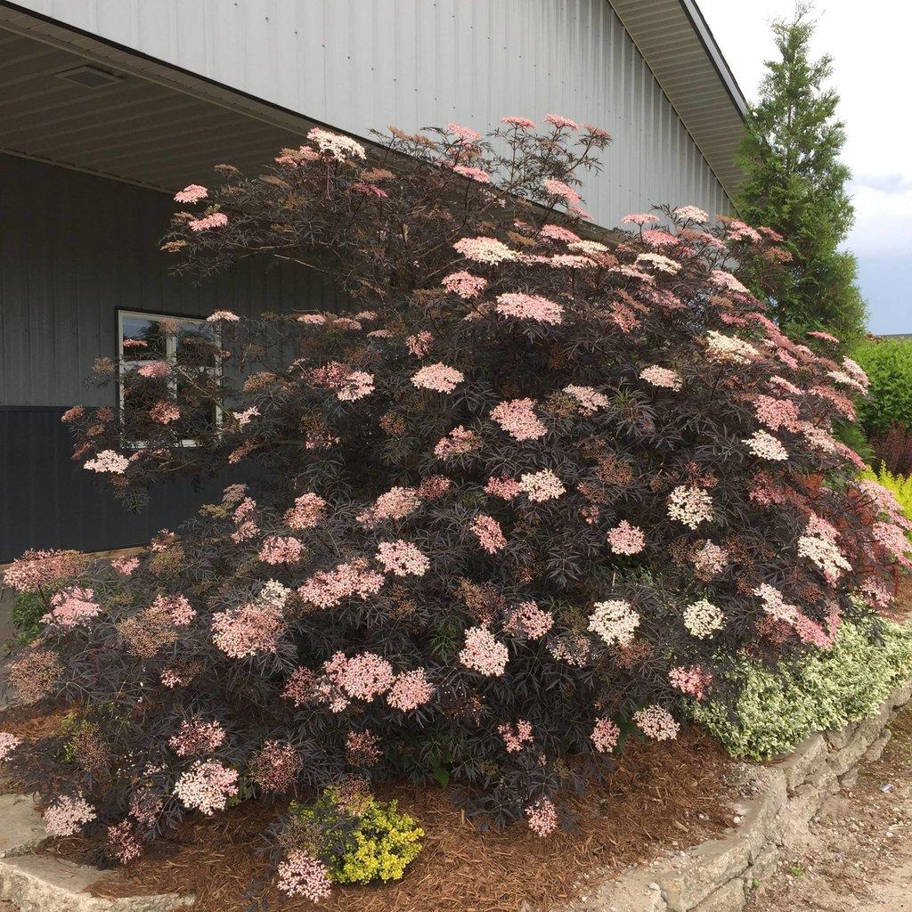 RedCrocus Black Lace Elderberry Sambucus nigra 'Black Lace' | Deciduous shrub with purple-black lacy leaves, white flowers, dark berries | Grows 6-8 ft, full sun, moist soil, attracts pollinators  4/5' h B&B