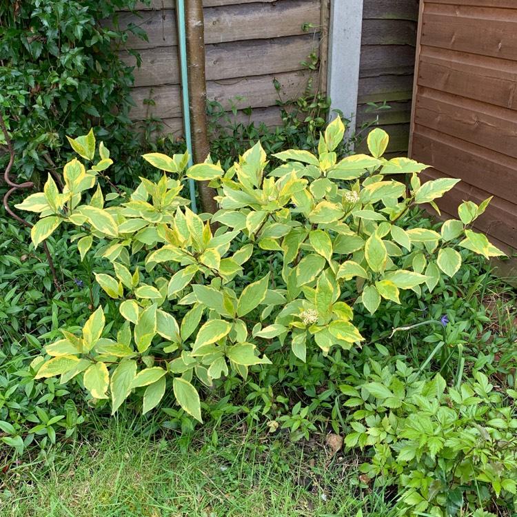 Cornus Sericea Flaviramea - View 10 from www redcrocus com