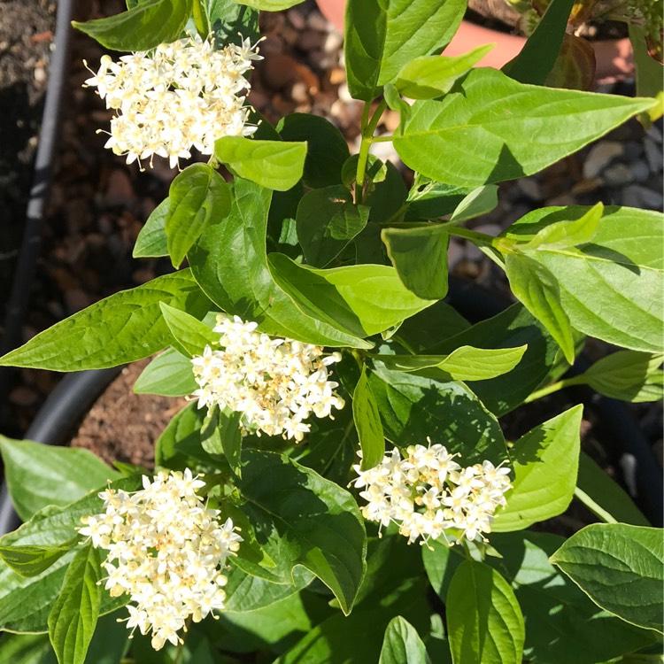 Cornus Sericea Flaviramea - View 13 from www redcrocus com