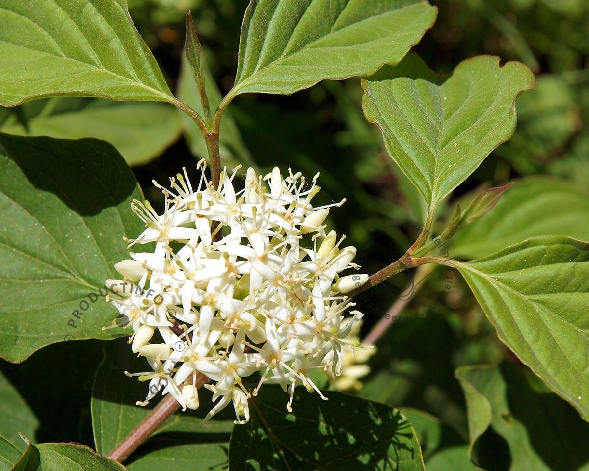 Cornus Sericea Flaviramea - View 16 from www redcrocus com