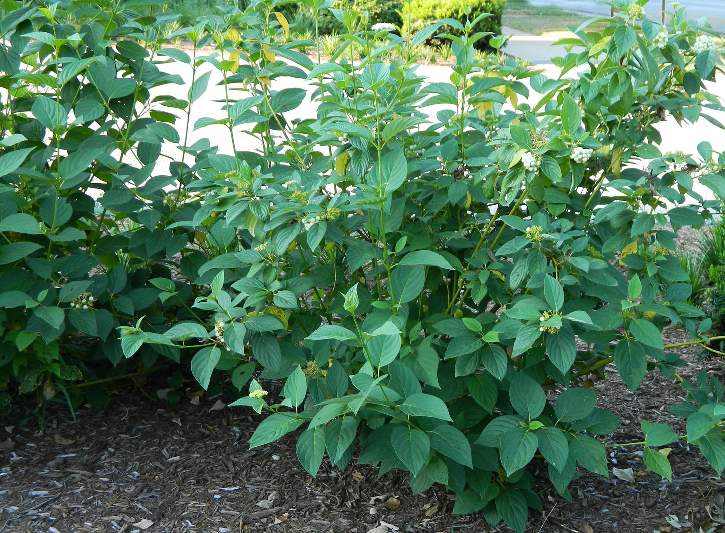 Cornus Sericea Flaviramea - View 18 from www redcrocus com