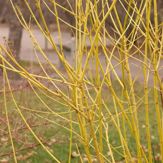 Cornus Sericea Flaviramea - View 1 from www redcrocus com