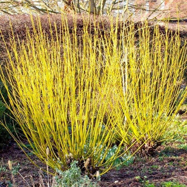 Cornus Sericea Flaviramea - View 2 from www redcrocus com