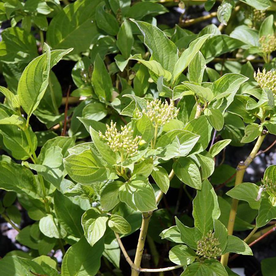 Cornus Sericea Flaviramea - View 3 from www redcrocus com
