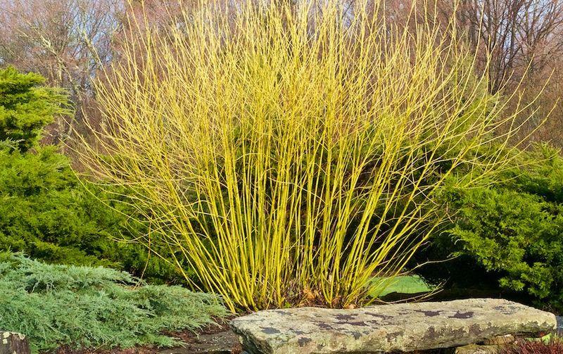 Cornus Sericea Flaviramea - View 4 from www redcrocus com