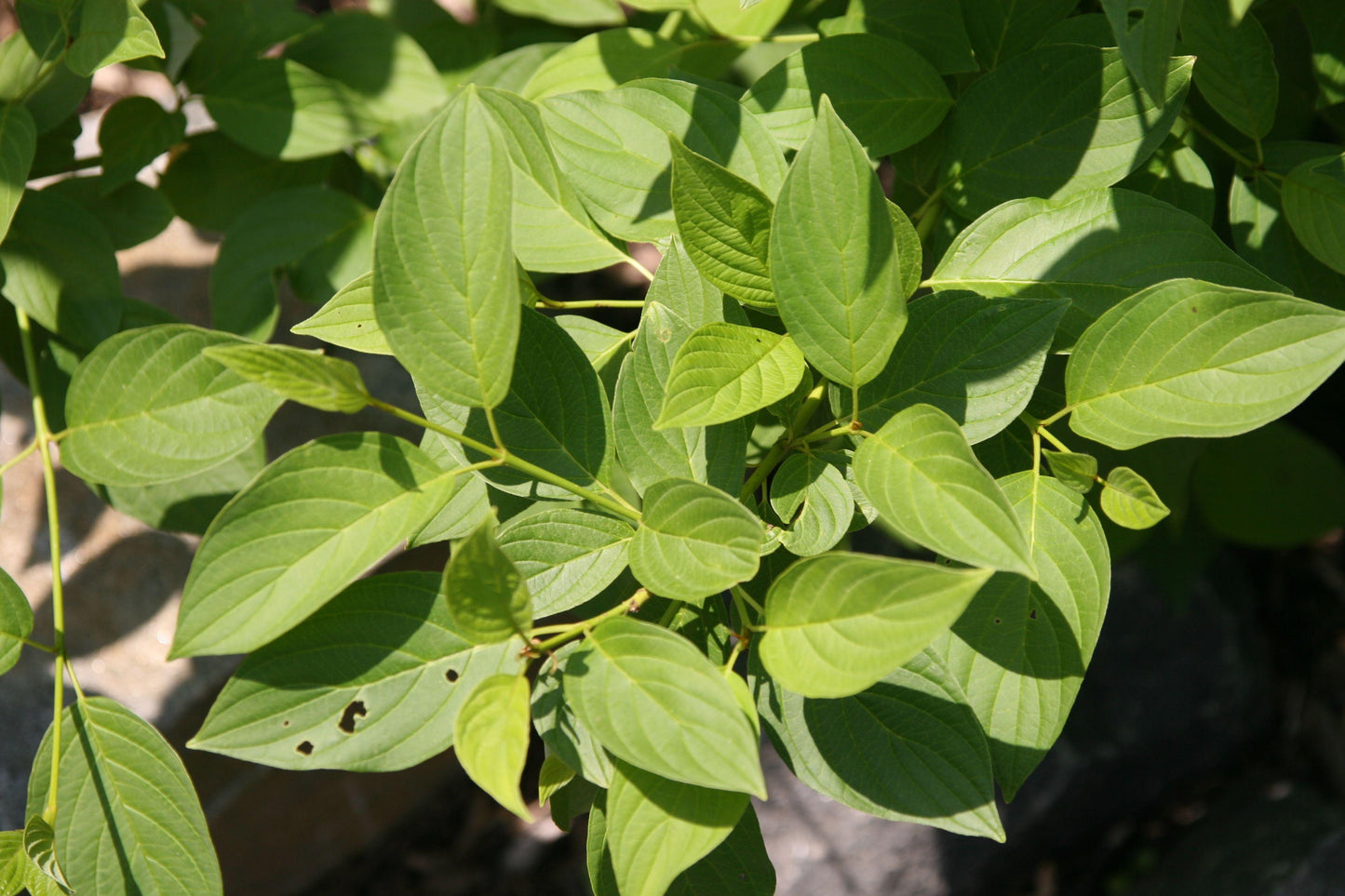 Cornus Sericea Flaviramea - View 6 from www redcrocus com