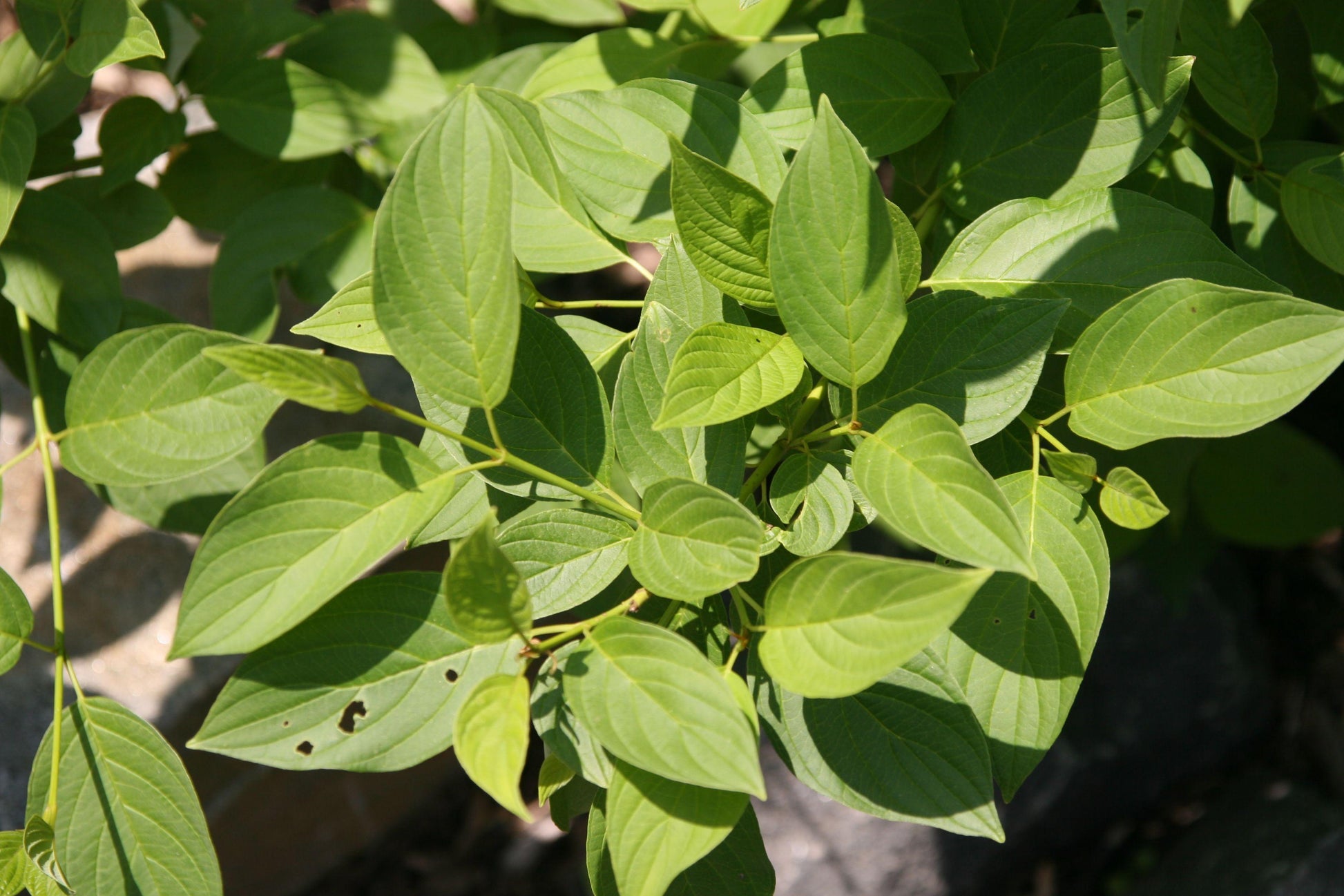 Cornus Sericea Flaviramea - View 6 from www redcrocus com