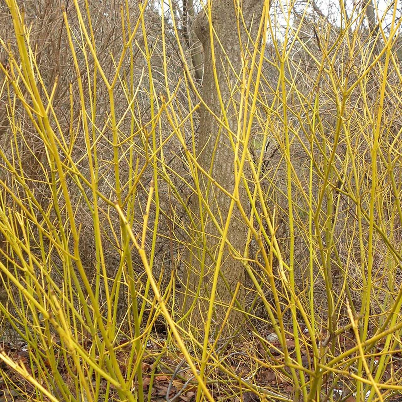 Cornus Sericea Flaviramea - View 7 from www redcrocus com