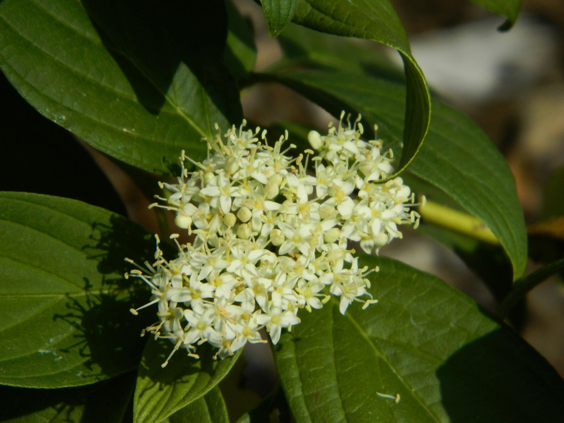 Cornus Sericea Flaviramea - View 9 from www redcrocus com