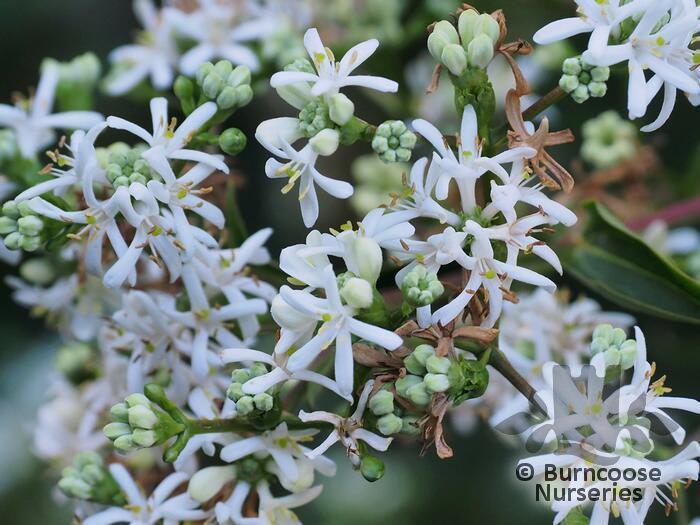 Heptacodium Miconioides Multi Stem - View 17 from www redcrocus com