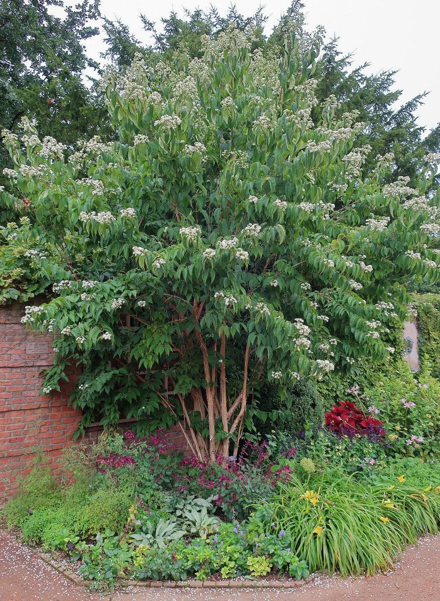 Heptacodium Miconioides Multi Stem - View 18 from www redcrocus com